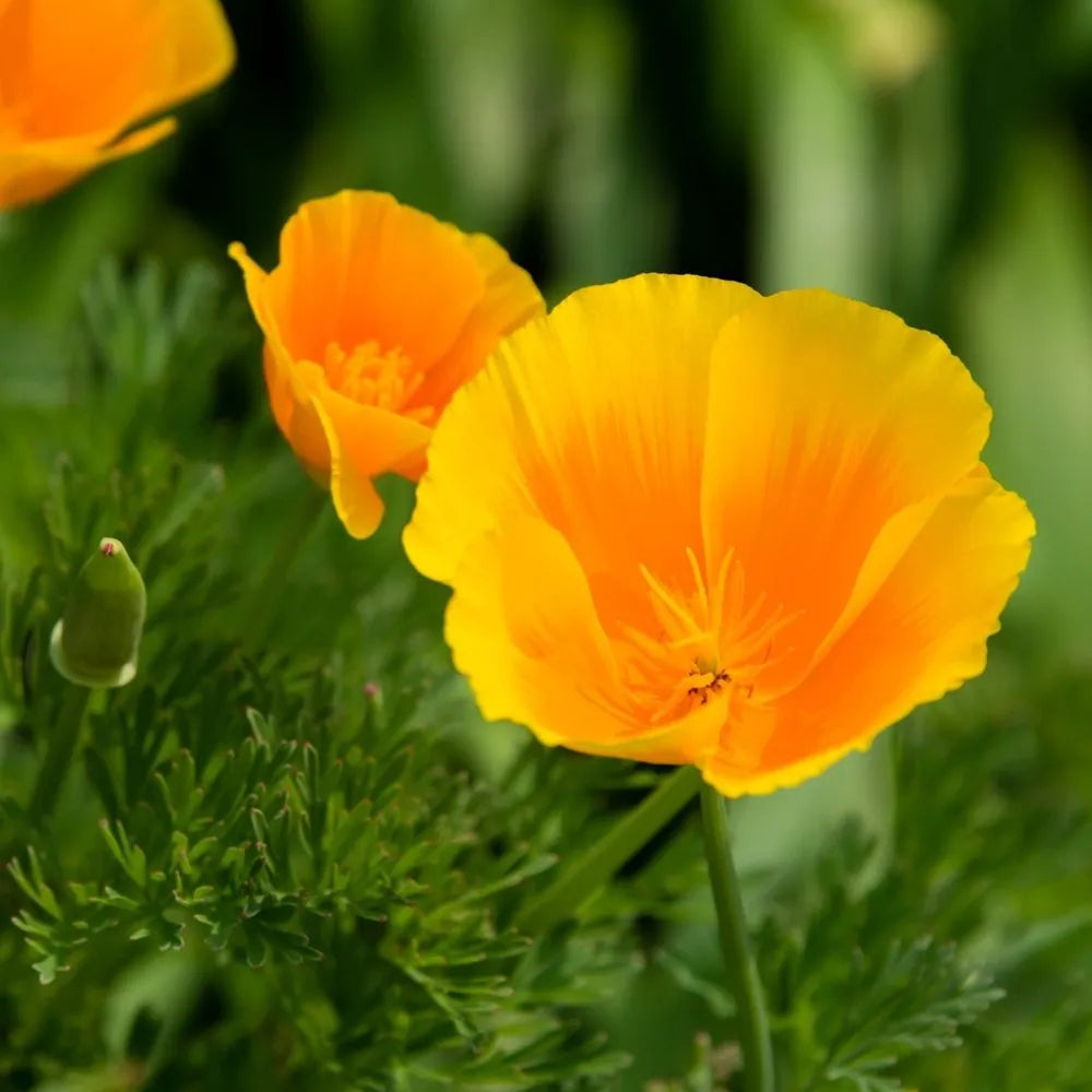 California Poppy – Flower Seed