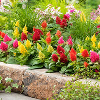 Celosia Plumosa Mixed Color Seeds