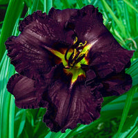 Black Ambrosia Reblooming Daylily