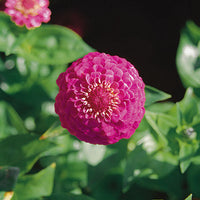 Oklahoma Carmine – Zinnia Seed