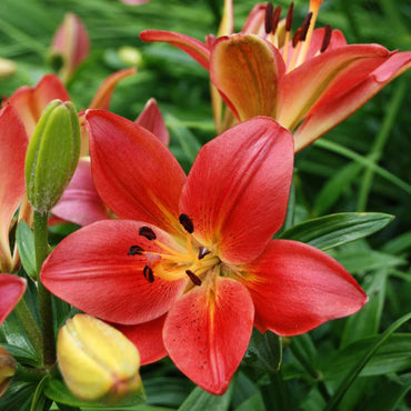 Asiatic Lily- Red Power