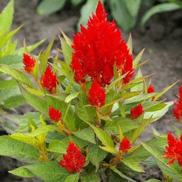 Celosia plumosa Red Seeds