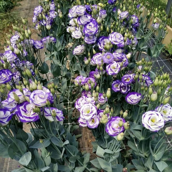 Arena III Blue Picotee Lisianthus