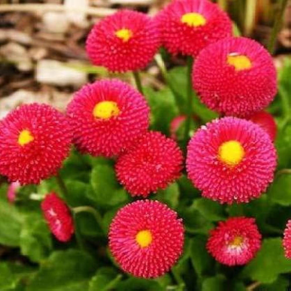 Bellis Perensis, Daisy Red Seeds