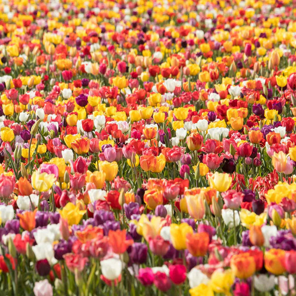 2 Months of Long-Stemmed Flowering Tulips Mixture Seeds