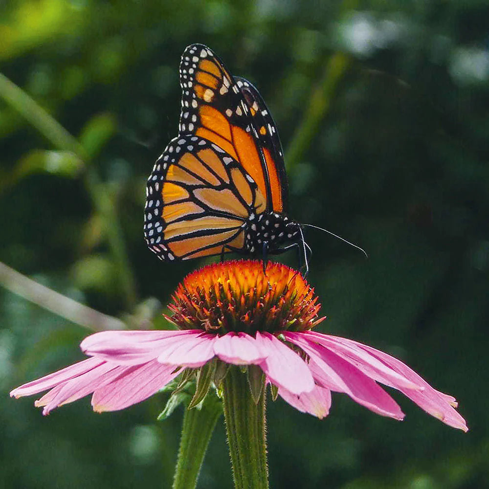 Butterfly Hybrids Coneflower Mixture