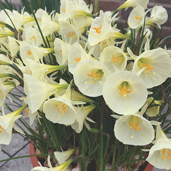 Arctic Bells Daffodil Seeds