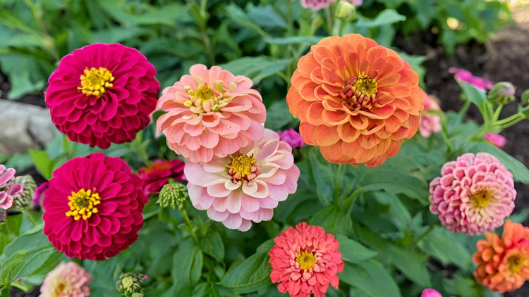 Set of 20 Best Flower Seeds