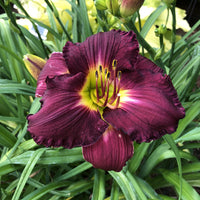 Nosferatu Daylily