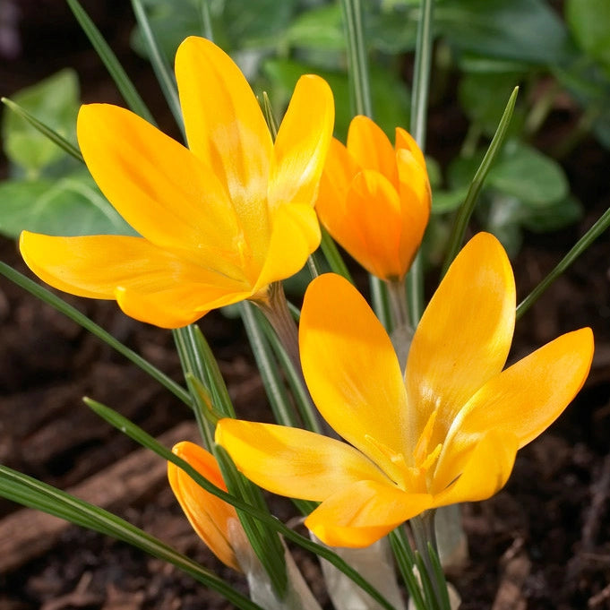 Yellow Mammoth Giant Dutch Crocus Seeds