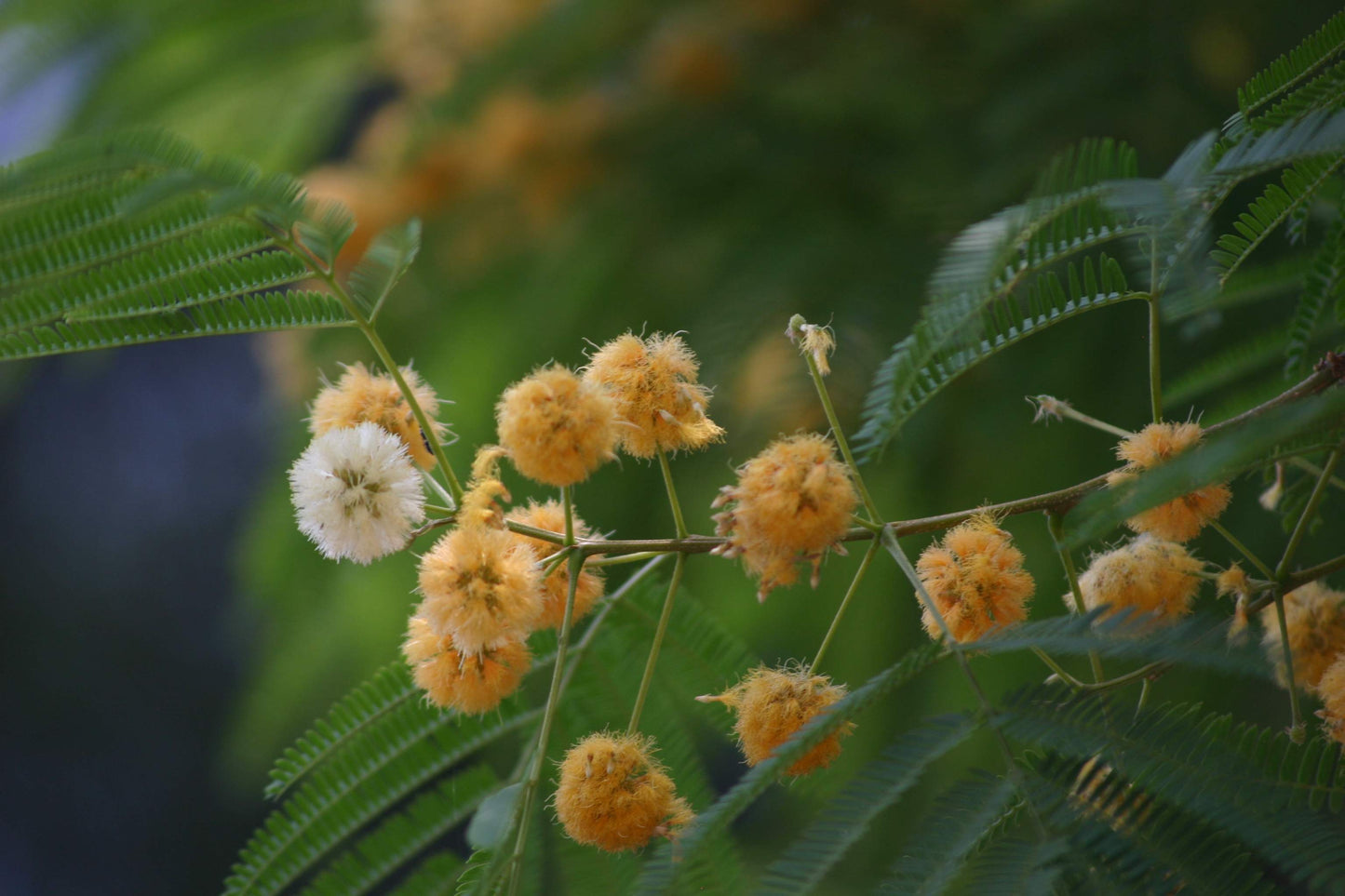 Albizia Odoratissima Seeds