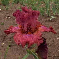 Bearded Iris- Popstar