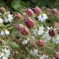 Albion Black Pod – Nigella Seed