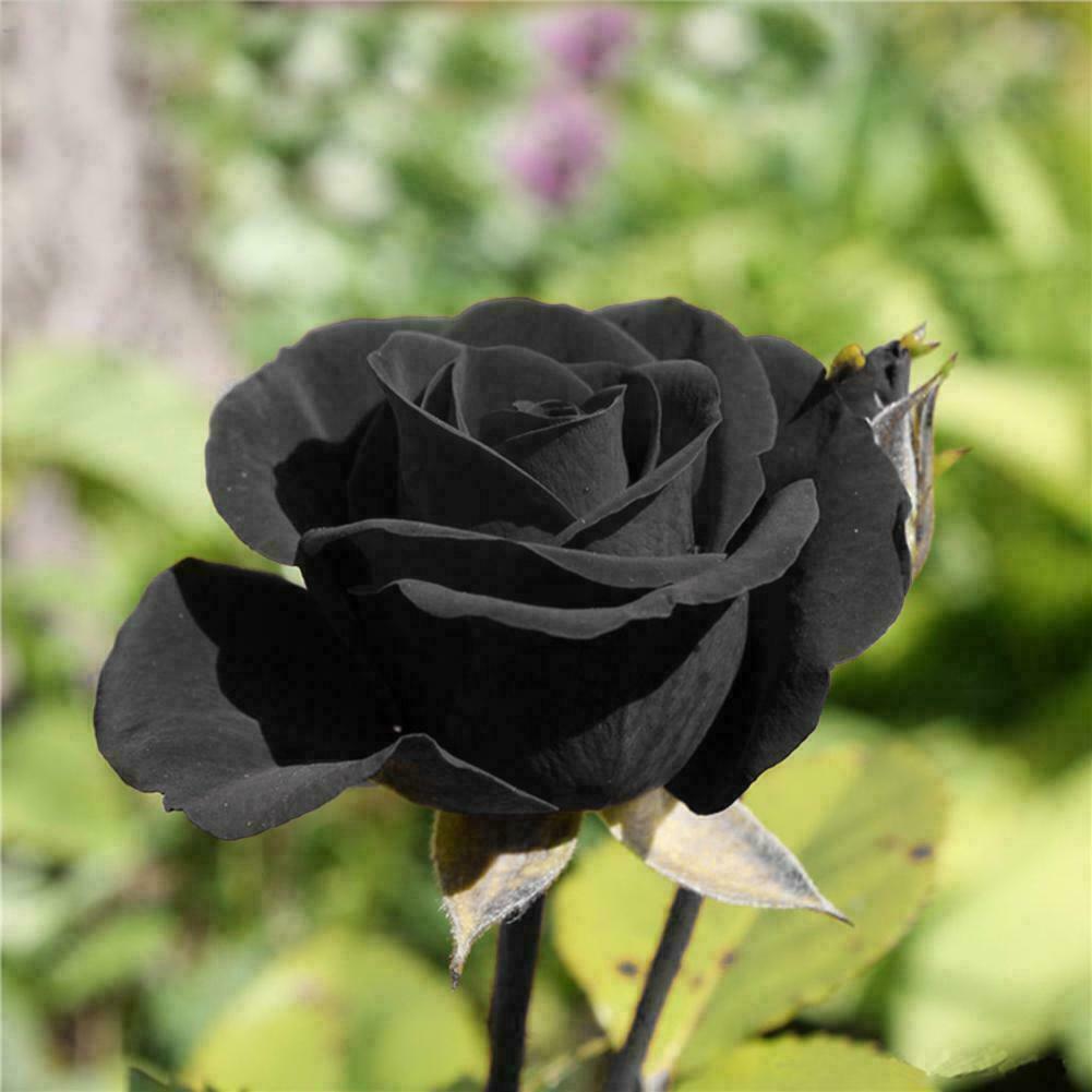 Black Rose Seeds Beautiful Flower Seeds Home Garden Bonsai