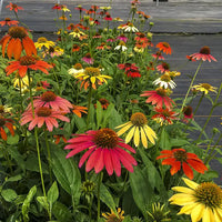 Hybridizer's Coneflower Mixture Super Sak