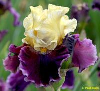 Triple Dip Reblooming Bearded Iris