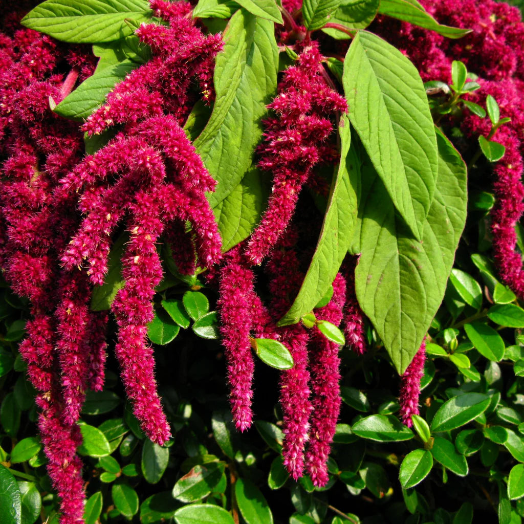 Love-Lies-Bleeding – Amaranthus Seed