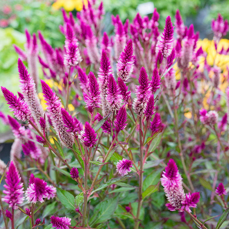 Celosia Asian Garden