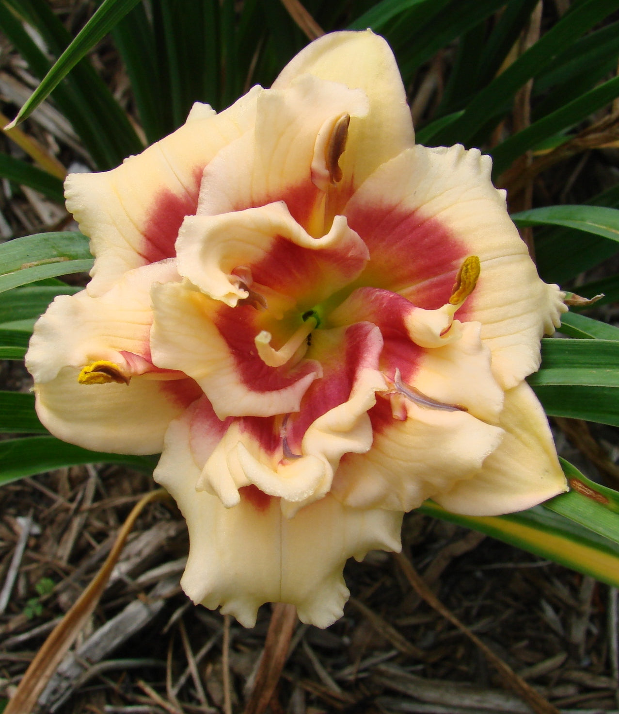 Double Cherries Duet Reblooming Daylily