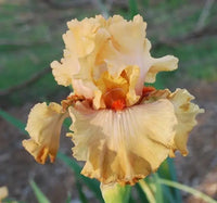 Rubenesque Bearded Iris