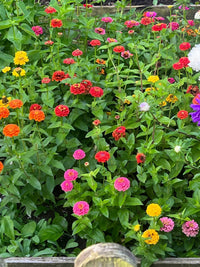 Zinnia Liliput Mixed Color Flower Seeds