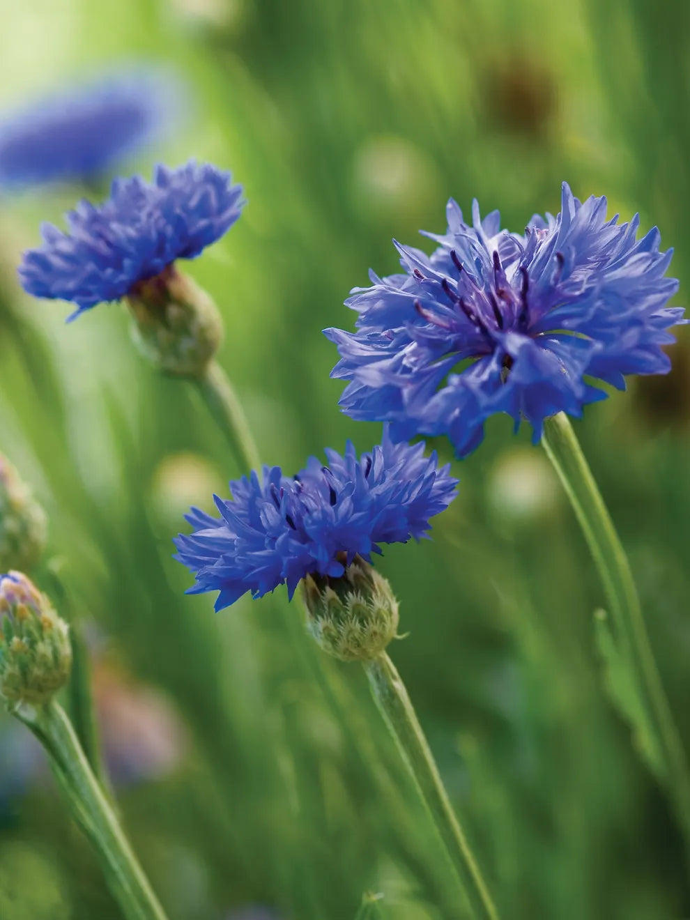 Tall Blue Boy – Organic Centaurea Seed