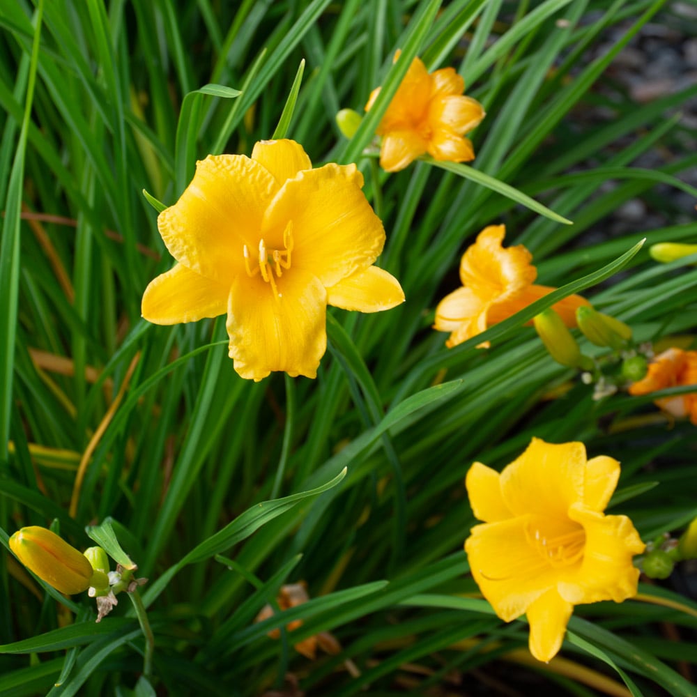 Stella de Oro Dwarf Reblooming Daylily