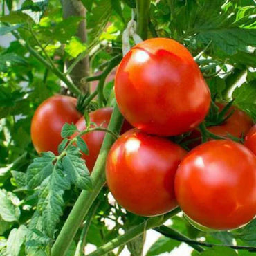 Tomimaru Muchoo – Tomato Seed