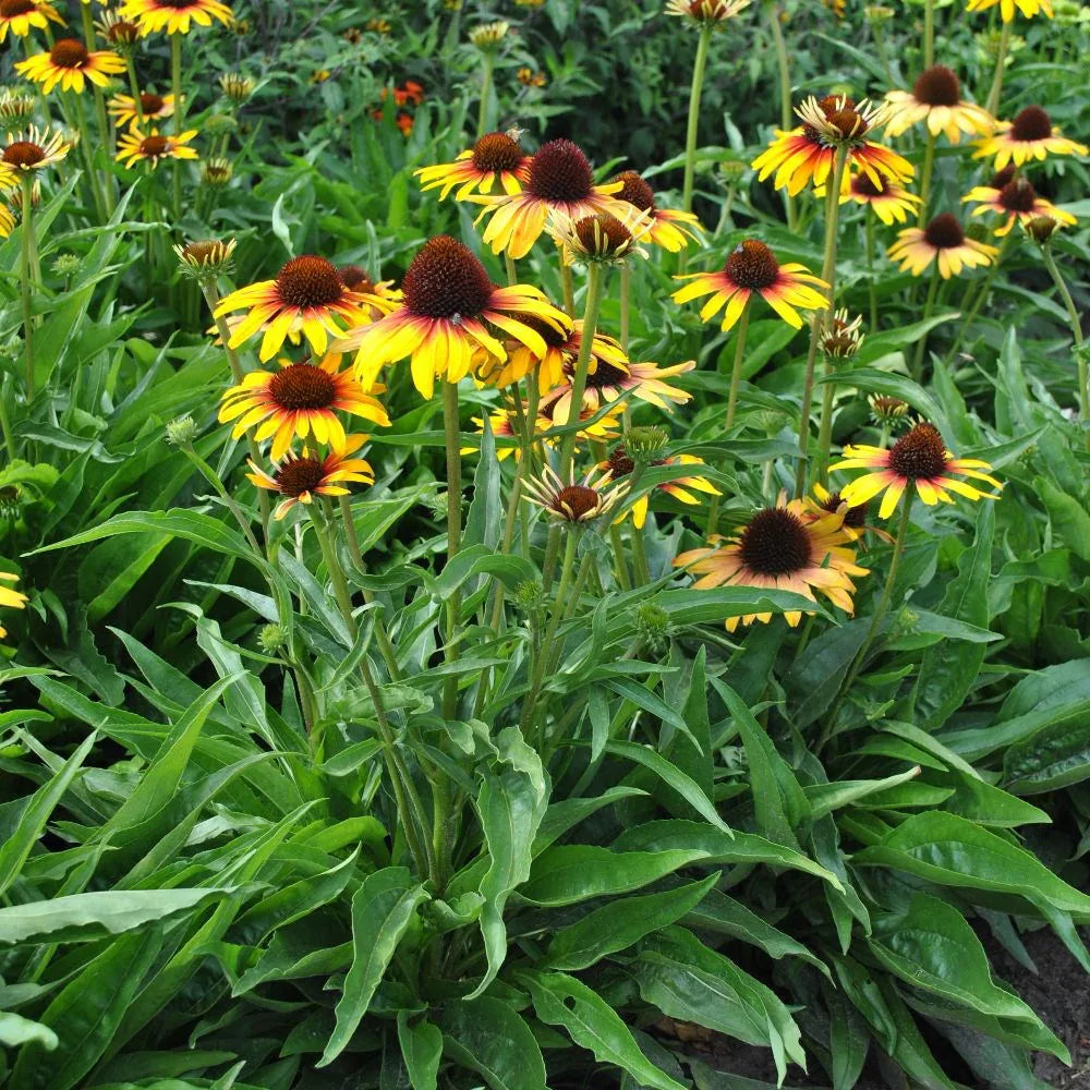 Parrot Coneflower