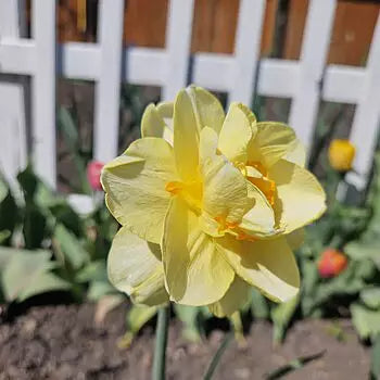 Technicolour Daffodil Mixture Seeds