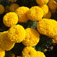 Gold – Marigold Seed