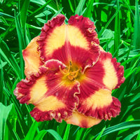 Roswell Reblooming Daylily