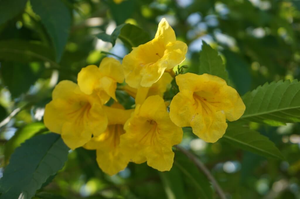 Tecoma Stans Yellow Trumpetbush Seeds