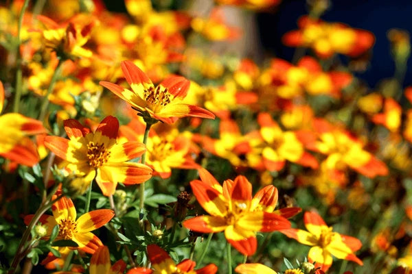 Bidens- Taka Tuka Yellow Centre (seedling)