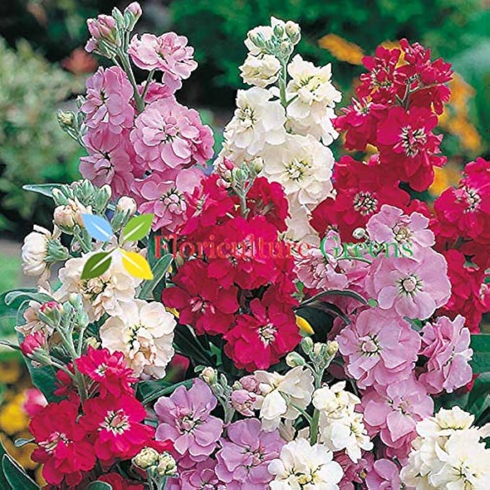 Stock, Matthiola incana Double Mixed Color Seeds