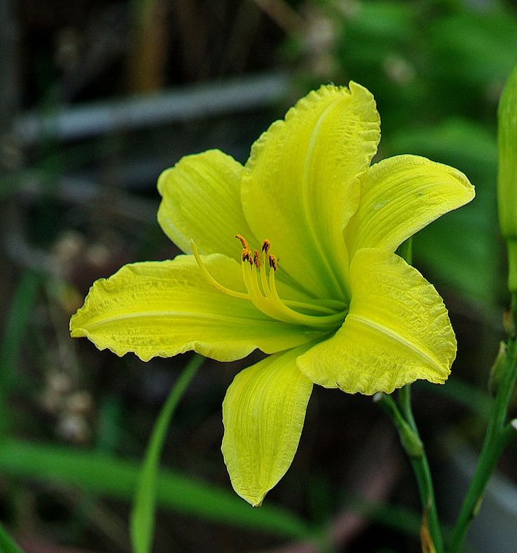 Green Flutter Reblooming Daylily