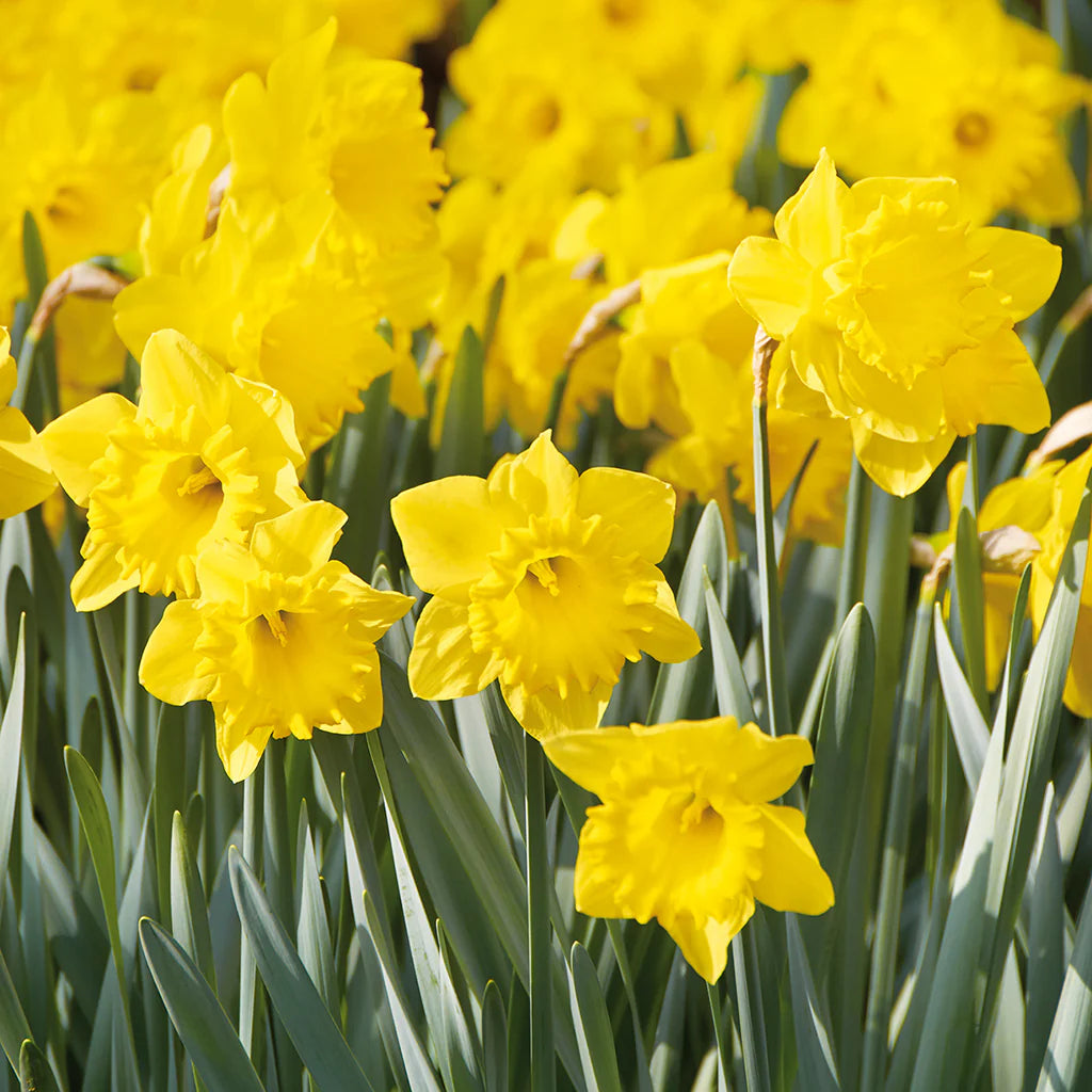 Yellow Trumpet Daffodils Seeds