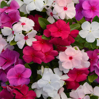 Set of 6 Best Vinca Flower Seeds, Beautiful and Hardy Vinca Flowers Seeds