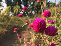 Gomphrena Purple Desi Flower Seeds