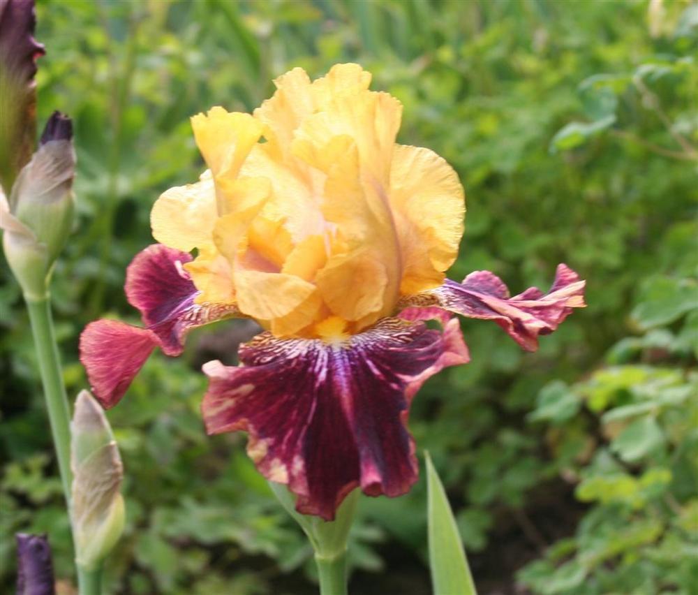 Ziggy Reblooming Bearded Iris