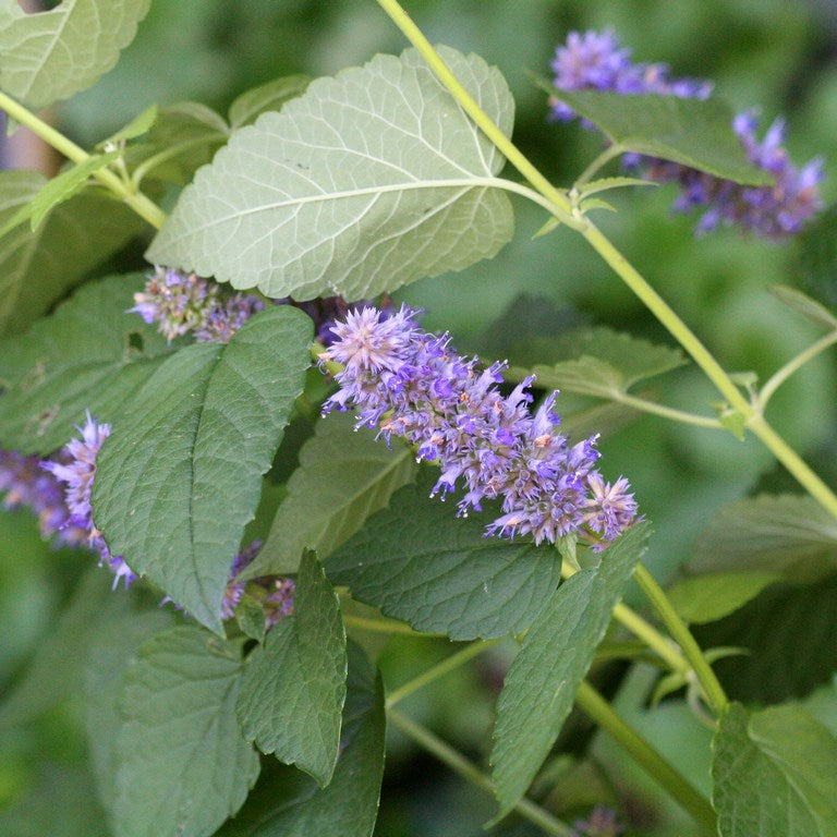 Anise Hyssop