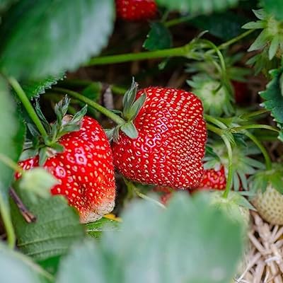 Yambu – Spring-Planted – Strawberry Seed