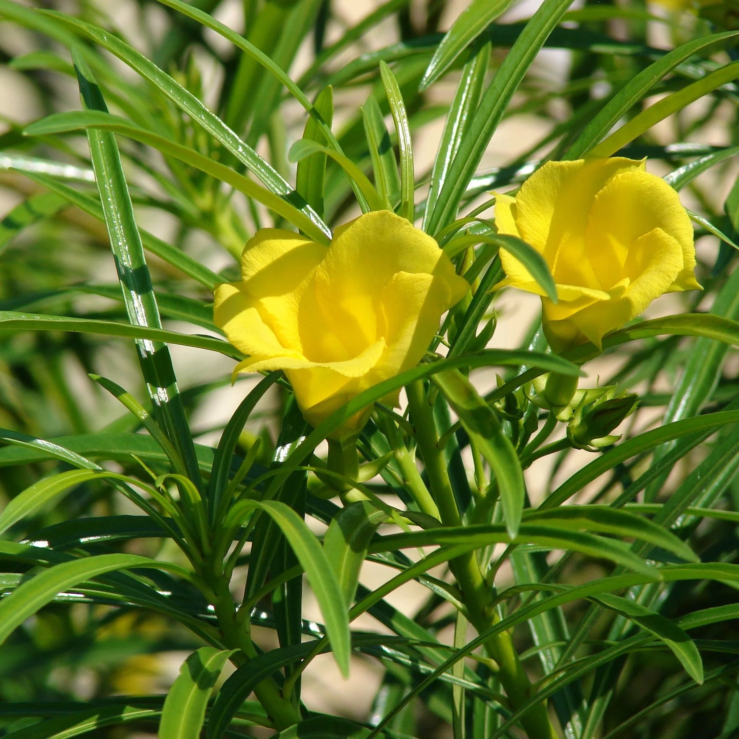 Cascabela Thevetia  Seeds