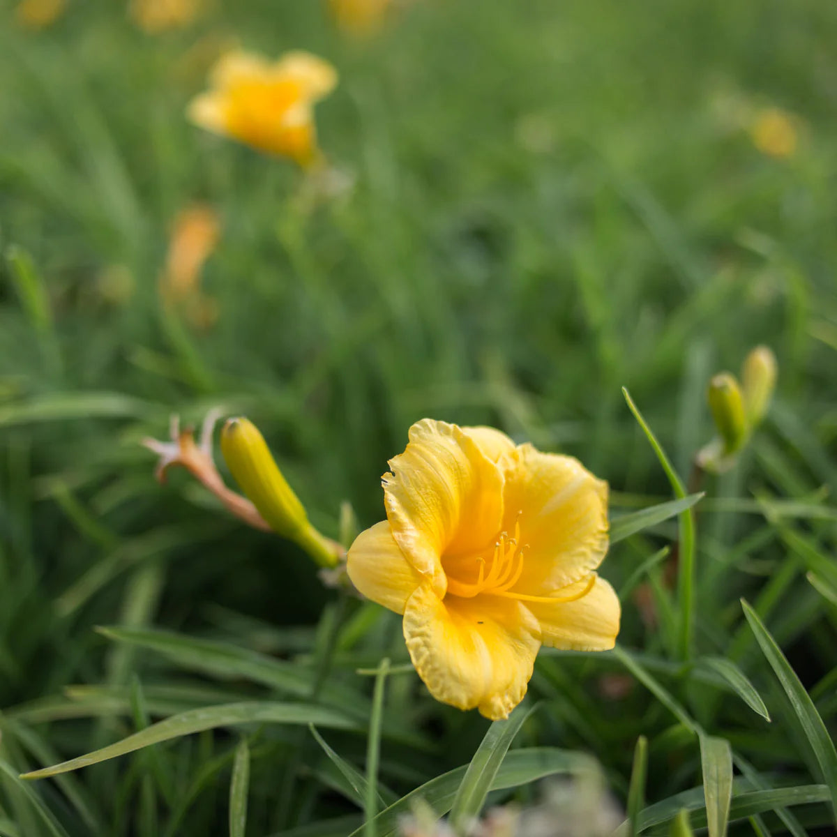 Bloomfinity Aureate Daylily