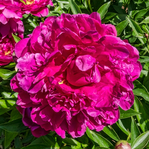 Victoire de la Marne Peony