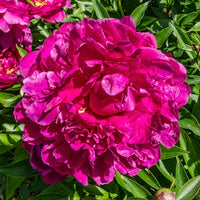 Victoire de la Marne Peony