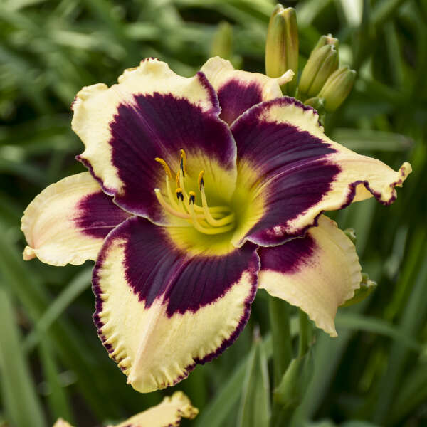 Inkheart Reblooming Daylily