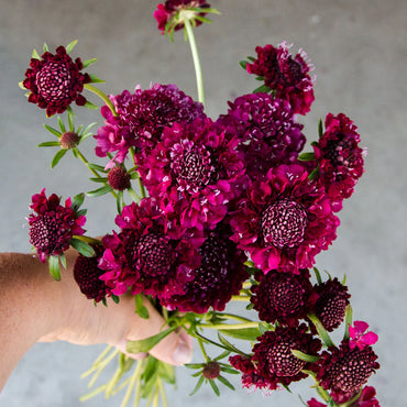 Merlot Red – Scabiosa Seed