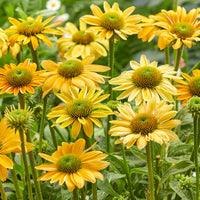 Mellow Yellow Coneflower