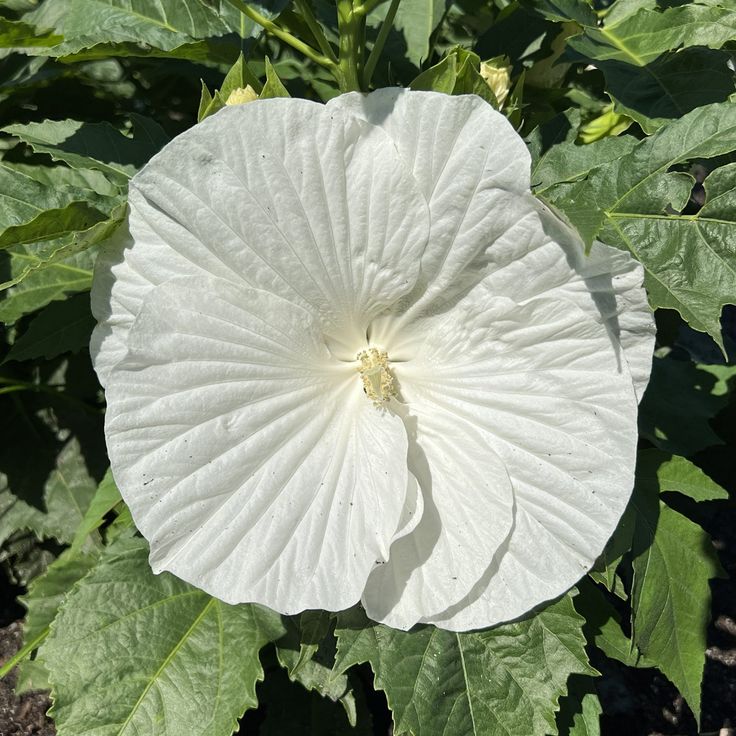 Marshmallow Moon Hibiscus